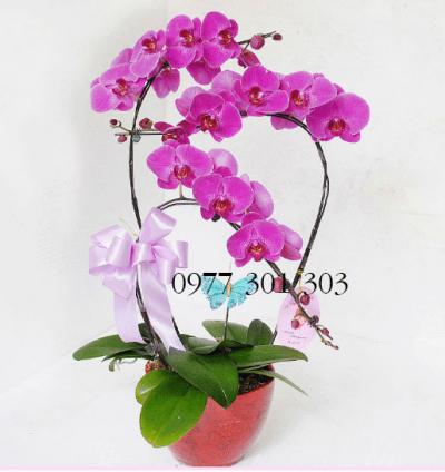 Chậu lan hồ điệp tím gắn kết