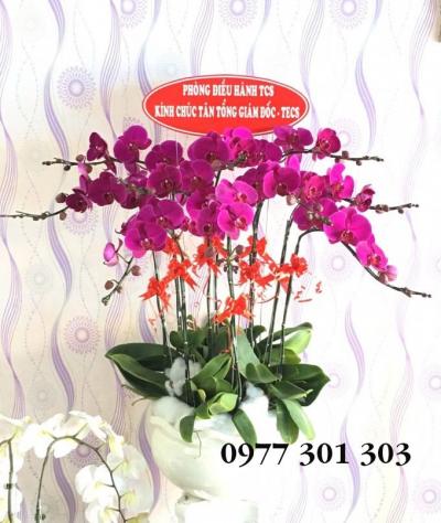 Lan hồ điệp tím mơ màng