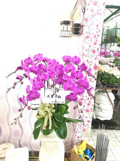 Lan hồ điệp tím - vĩnh cửu và đẹp đẽ