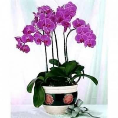 Lan hồ điệp tím mộng mơ