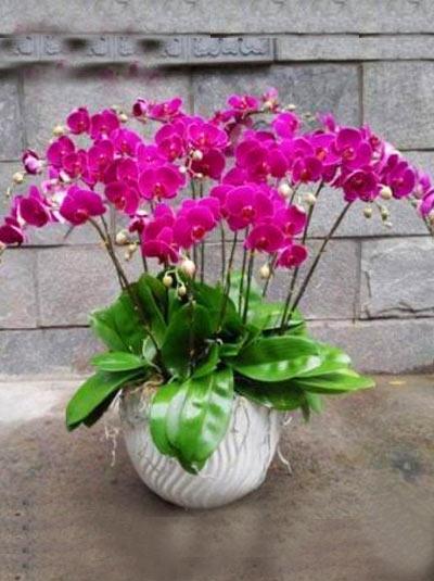 Lan hồ điệp tím Qúy phái và sang trọng