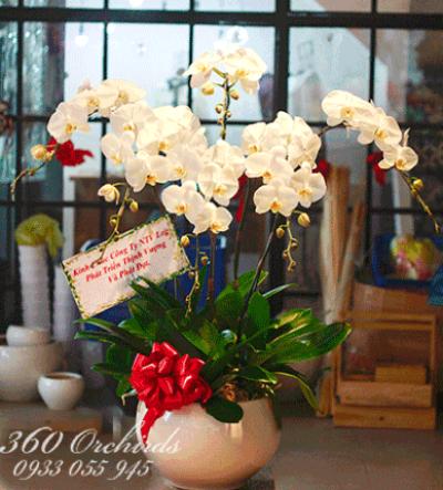 Lan hồ điệp trắng - Mã đáo thành công