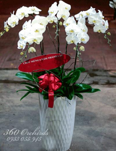 Chậu lan hồ điệp trắng duyên dáng
