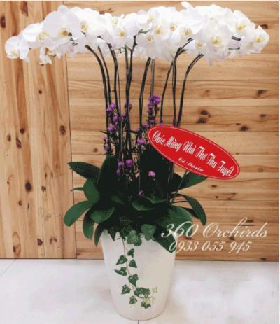 Lan hồ điệp trắng - Song hành bên nhau