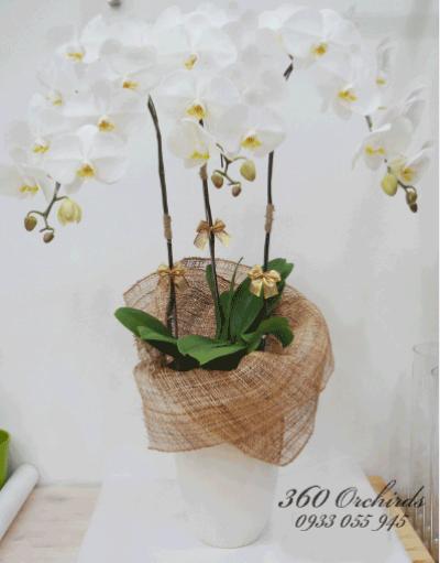 Lan hồ điệp trăng - Tình yêu thuần khiết