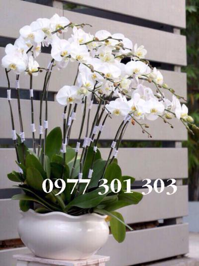 Lan hồ điệp trắng - Ánh sáng cuộc đời