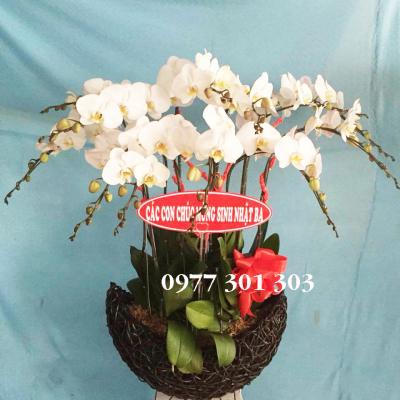 Lan hồ điệp trắng - Hạnh phúc tràn đầy