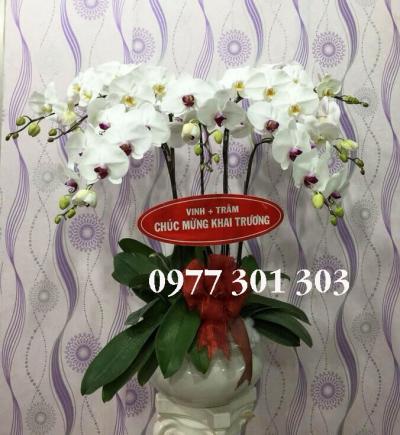 Lan hồ điệp trắng điểm tô cuộc đời