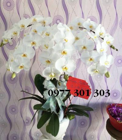 Chậu lan hồ điệp trắng hoàn hảo