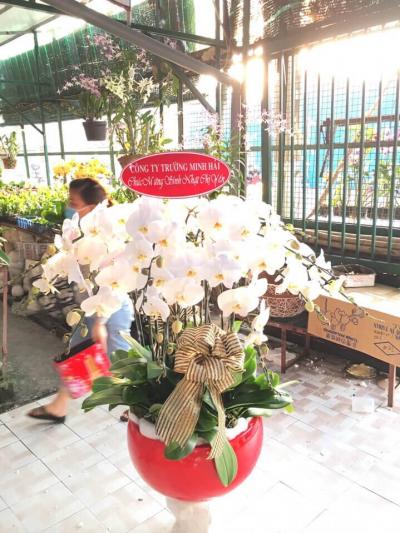 Lan hồ điệp trắng - Khởi đầu mới thành công