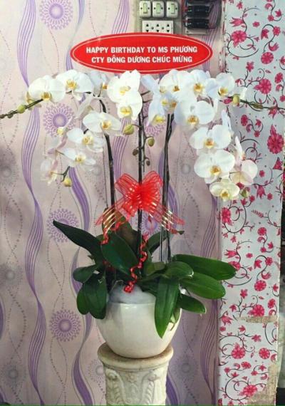 Lan hồ điệp trắng - Hạnh phúc dung dị