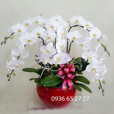 Lan hồ điệp trắng - Niềm hạnh phúc