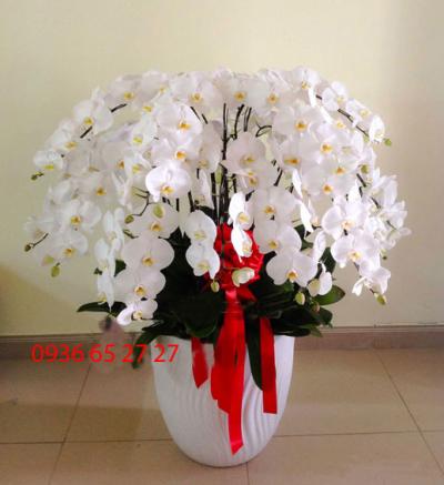 Nét kiều diễm của lan hồ điệp trắng