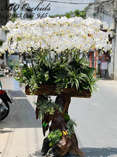 Lan hồ điệp trắng ghép gỗ lũa - An khang phát tài