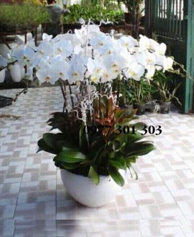 Lan hồ điệp trắng - Như ý cát tường