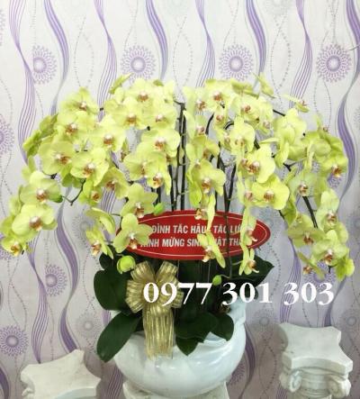 Chậu lan hồ điệp vàng thành đạt
