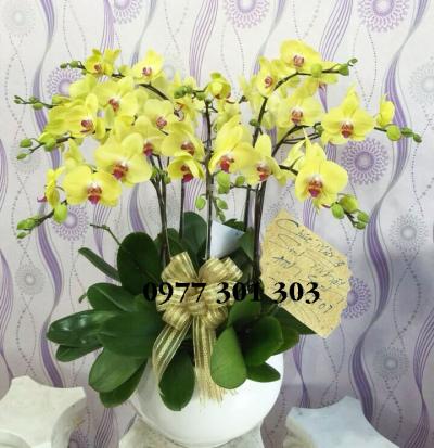 Chậu lan hồ điệp vàng may mắn