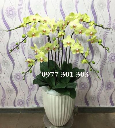 Chậu lan hồ điệp tiền vào như nước