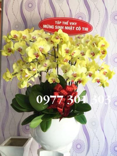 Lan hồ điệp vàng phú quý giàu sang