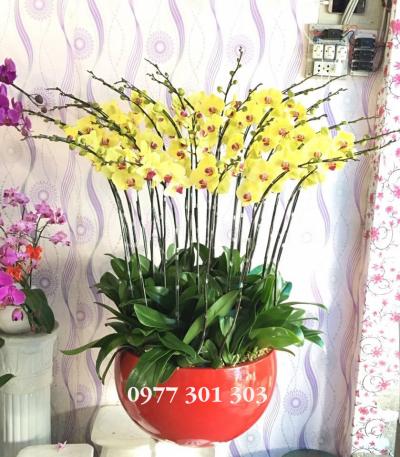 Lan hồ điệp vàng lay động lòng người