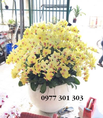 Chậu lan hồ điệp vàng rực rỡ