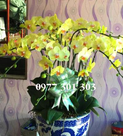 Chậu lan hồ điệp vàng tài lộc