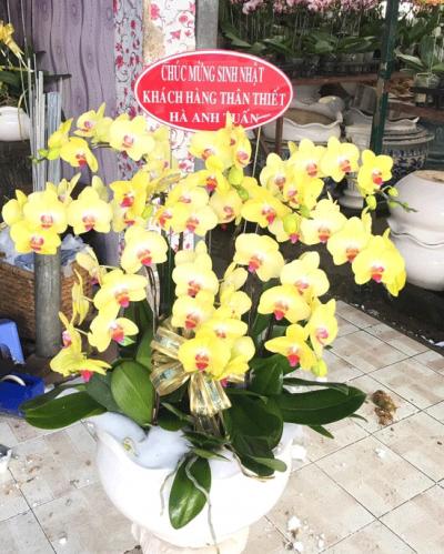 Lan hồ điệp vàng - Vầng dương tỏa nắng