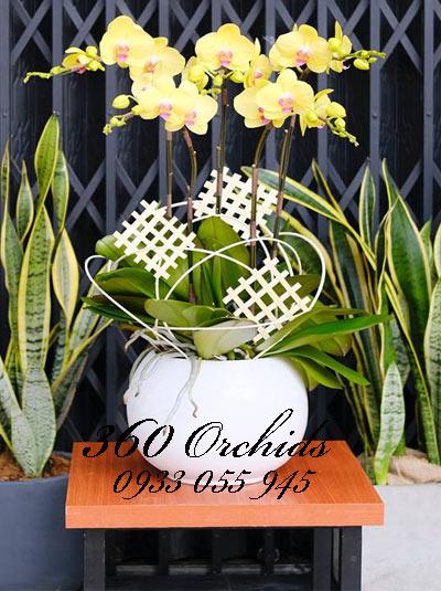 Lan hồ điệp vàng 5 cành vàng lộc xuân