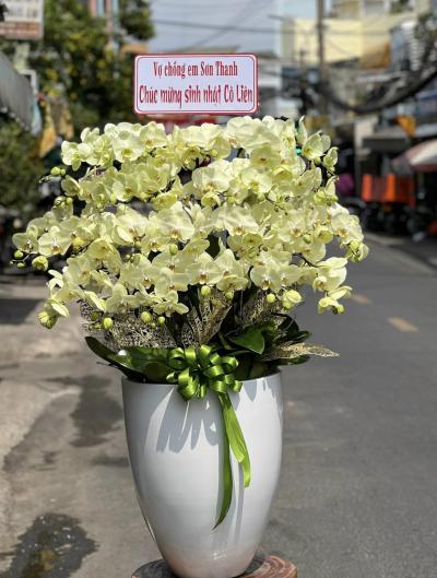 Lan hồ điệp xanh táo - Vẻ đẹp hài hòa với ý nghĩa sâu sắc