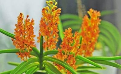 Lan hoả hoàng cam - Sắc cam rực rỡ được nhiều người yêu thích