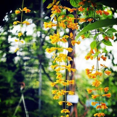 Lan Hoàng Dương - Biểu tượng của sự tái sinh hoàn mỹ