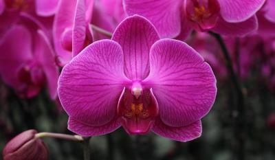 Lan mãn thiên hồng – Loài hoa đẹp nhất thế giới