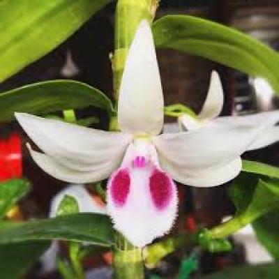 Lan rừng Việt Nam – loài lan đắt đỏ mang đặc tính hiếm có