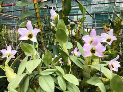 Lan Trần Tuấn - Giống lan hoàng thảo đặc hữu của Việt Nam