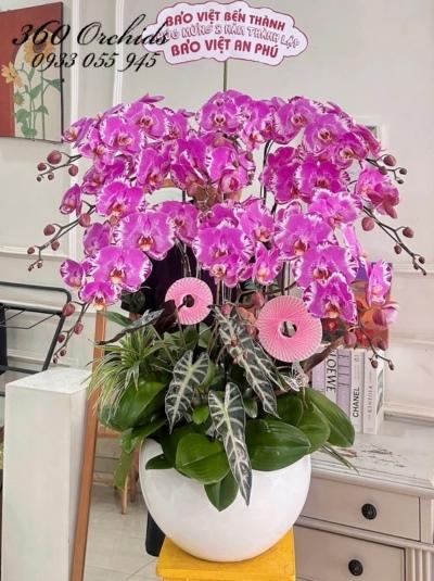 LHDDB - Phú quý viên mãn