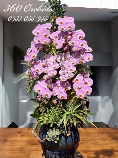 LHDGL - Cát tường khai phúc