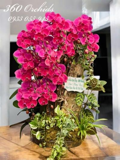 LHDGL - Điệp xuân vinh hiển