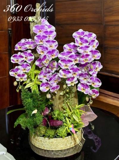 LHDGL - Gấm tím yêu kiều