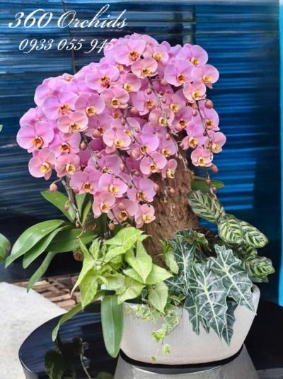 LHDGL - Hồng Anh Đào