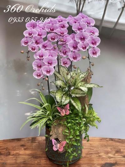 LHDGL - Hưng thịnh phát đạt