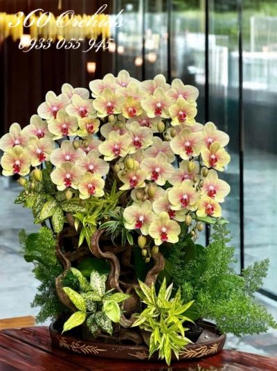 LHDGL - Kim cúc chiếu tài