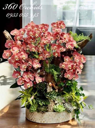 LHDGL - Kim ngọc giao duyên