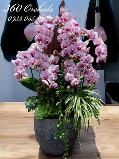 LHDGL - Lan tím thủy lộc