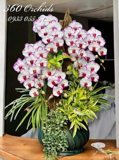 LHDGL - Mộng điệp cung đình