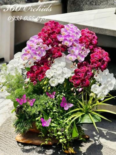 LHDGL - Tam hợp quý nhân