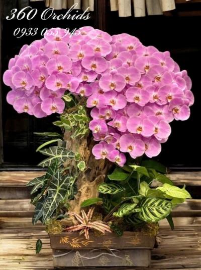 LHDGL - Thập toàn mỹ mãn