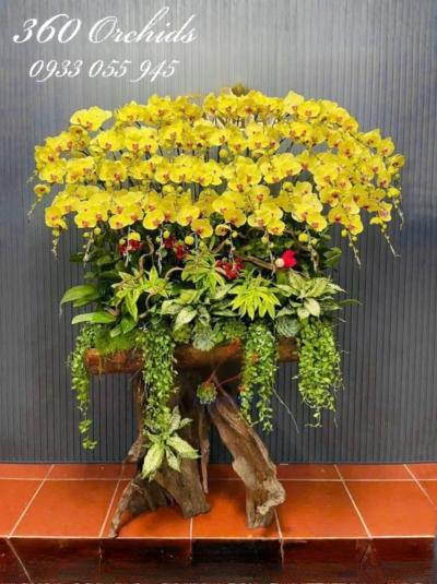 LHDGL - Vàng nhật quang