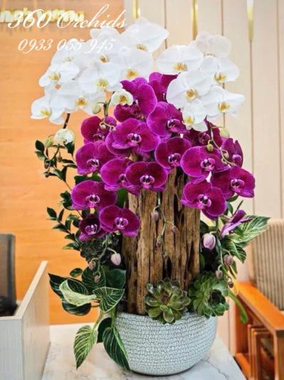 LHDGL - Vũ khúc song lan