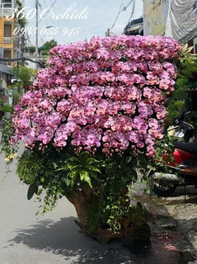 LHDGL - Xuân về trên cành