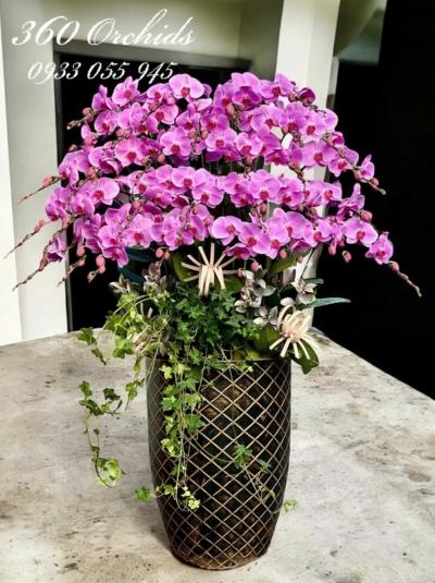 LHDH - Hồng phát vinh hoa